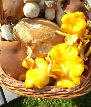 Mimosa San Vito